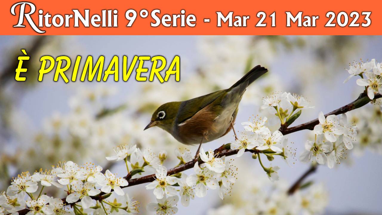 Trasmissione RitorNelli